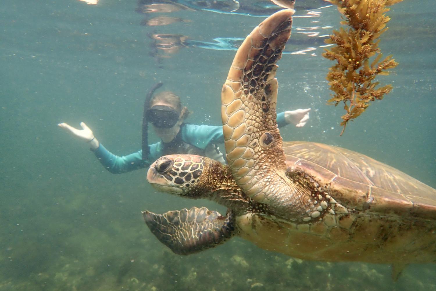 一名<a href='http://cqga.ngskmc-eis.net'>全球十大赌钱排行app</a>学生在Galápagos群岛游学途中与一只巨龟游泳.